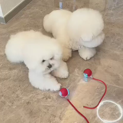 Veluna Smart Ball Kutyák Számára